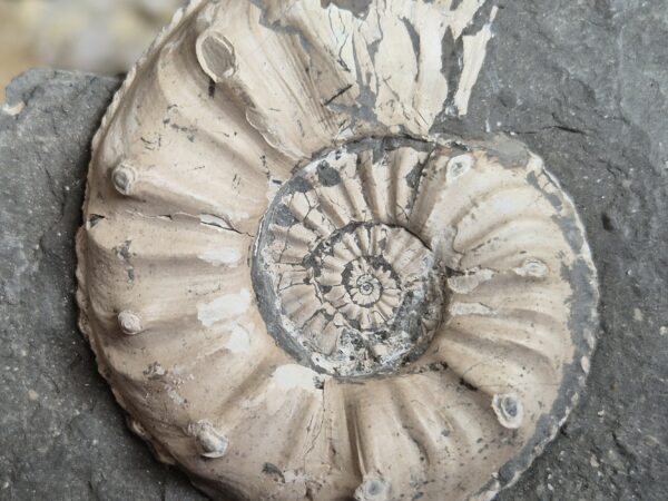 Amaltheus gibbus