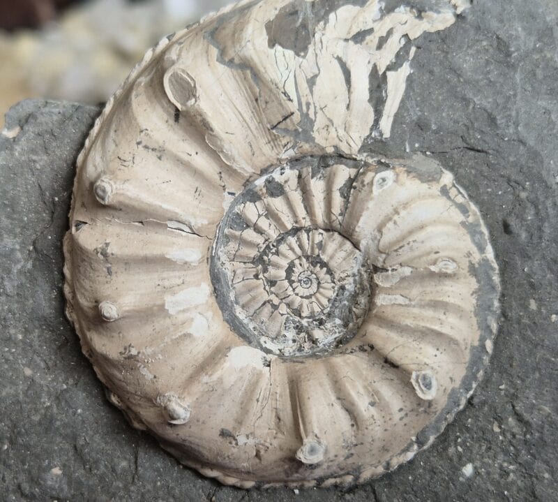 Amaltheus gibbus