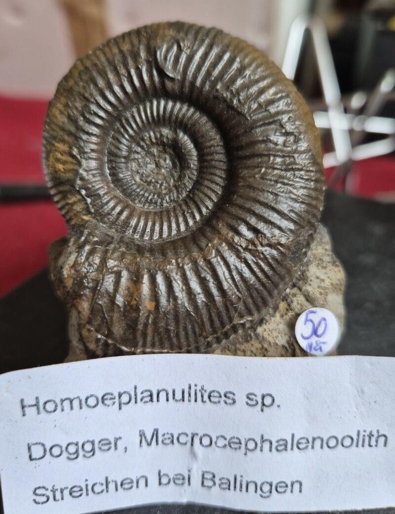 Homeoplanulites