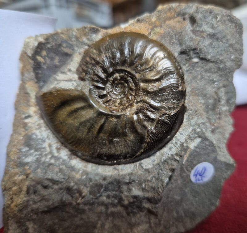 Leioceras comptum