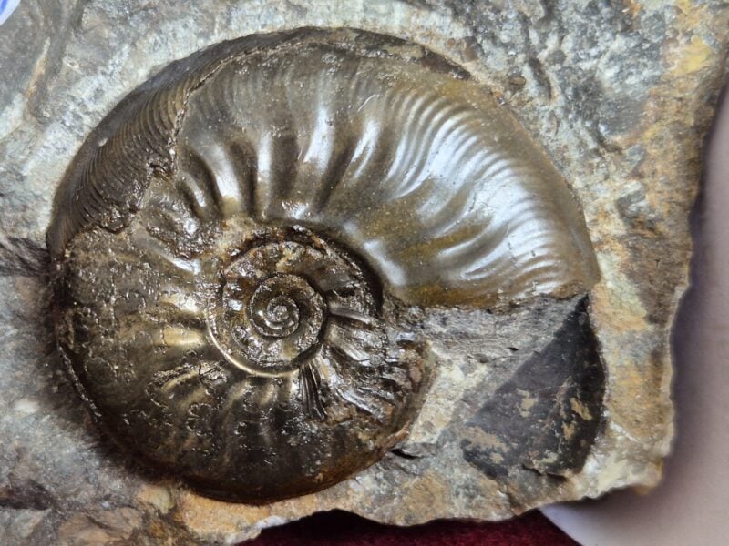 Leioceras comptum