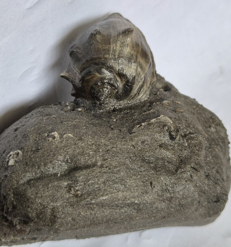 Athleta feculina