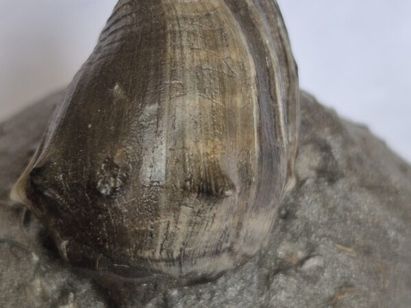 Athleta feculina