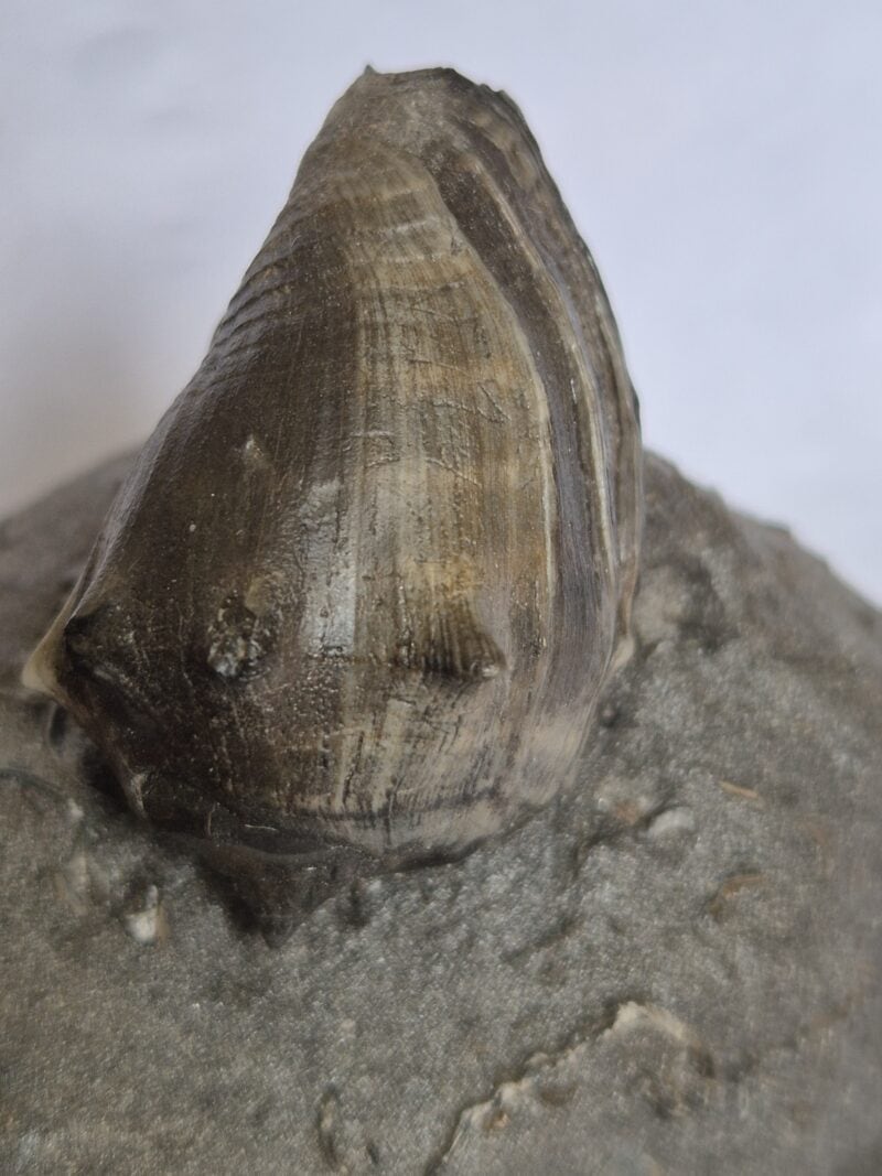 Athleta feculina