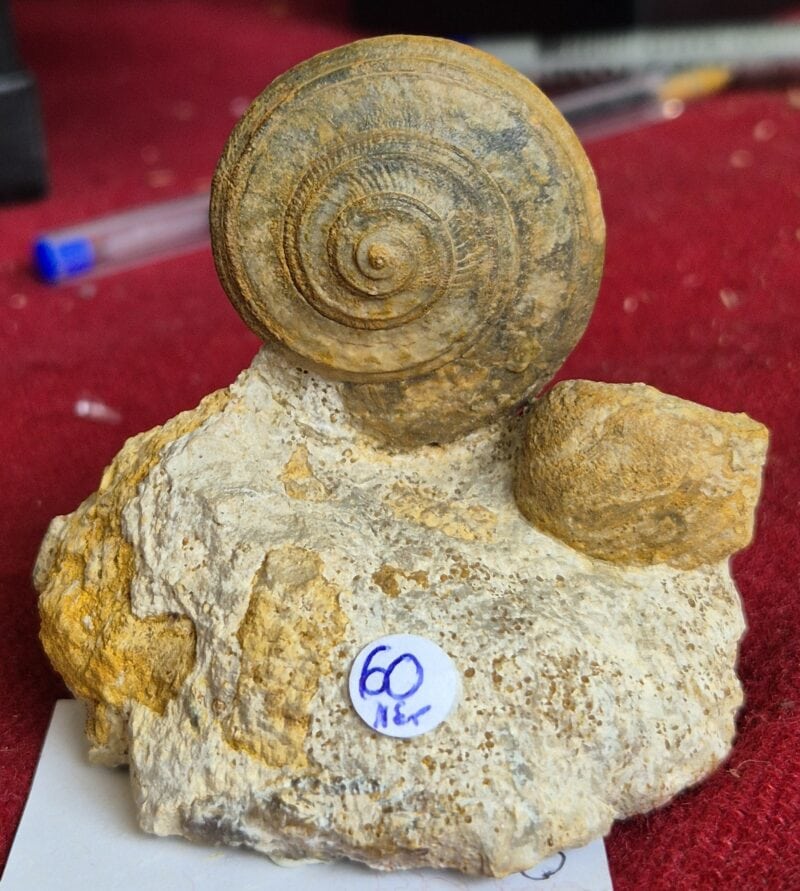 Obornella