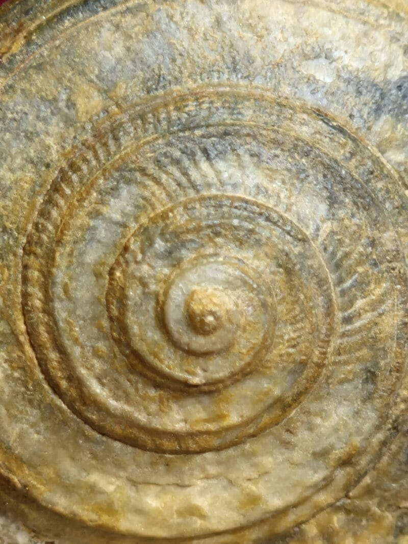 Obornella