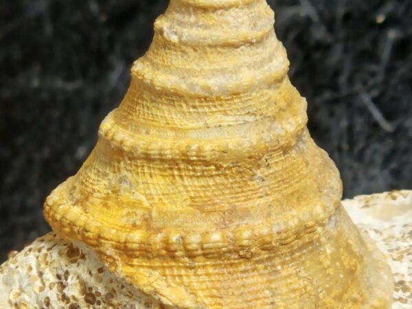 pyrgotrochus