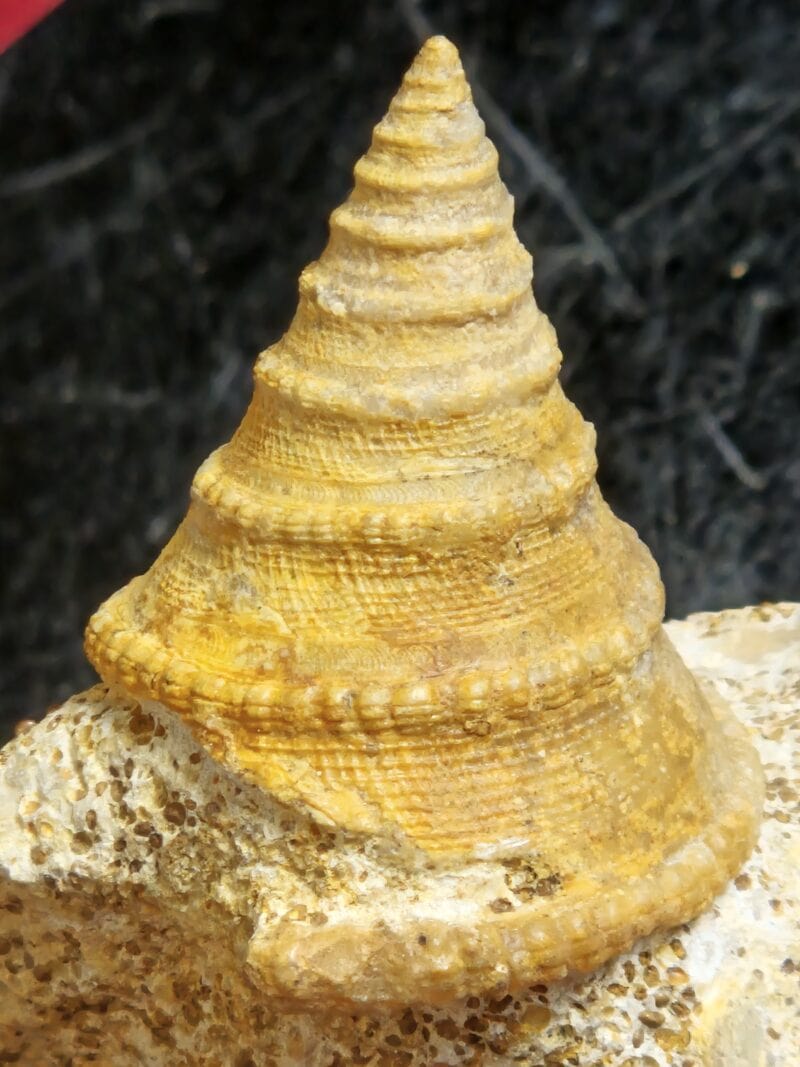pyrgotrochus