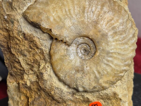 Tragophylloceras