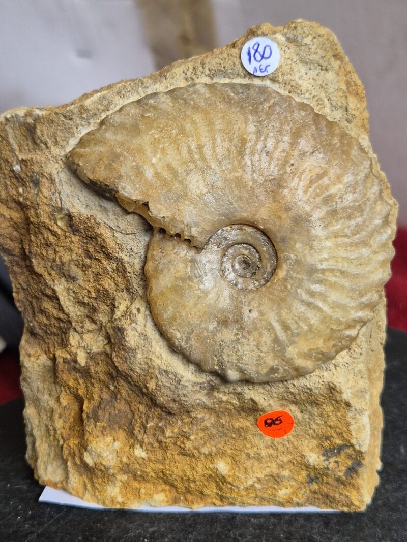 Tragophylloceras