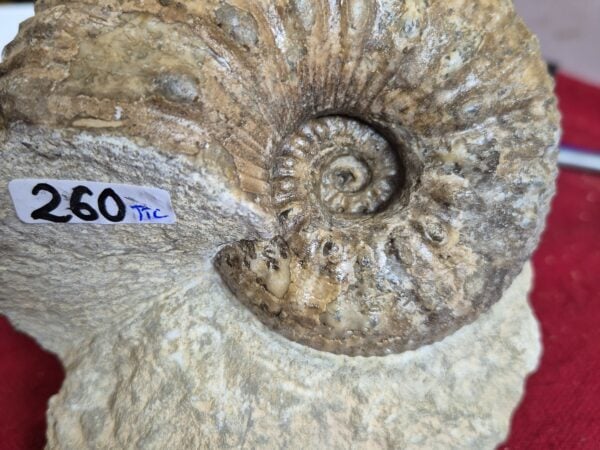 Liparoceras Normandie