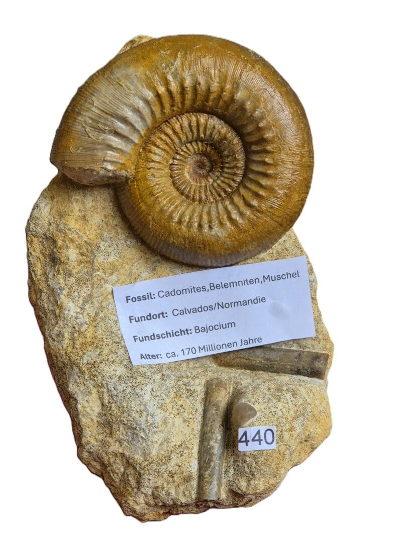 Cadomites Bajocien