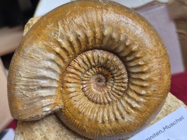 Cadomites Bajocien