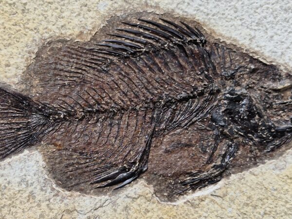 Priscacara Eocène