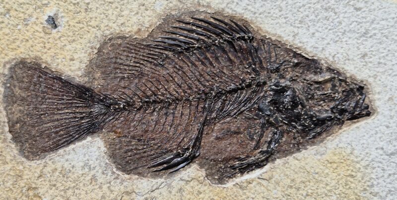 Priscacara Eocène