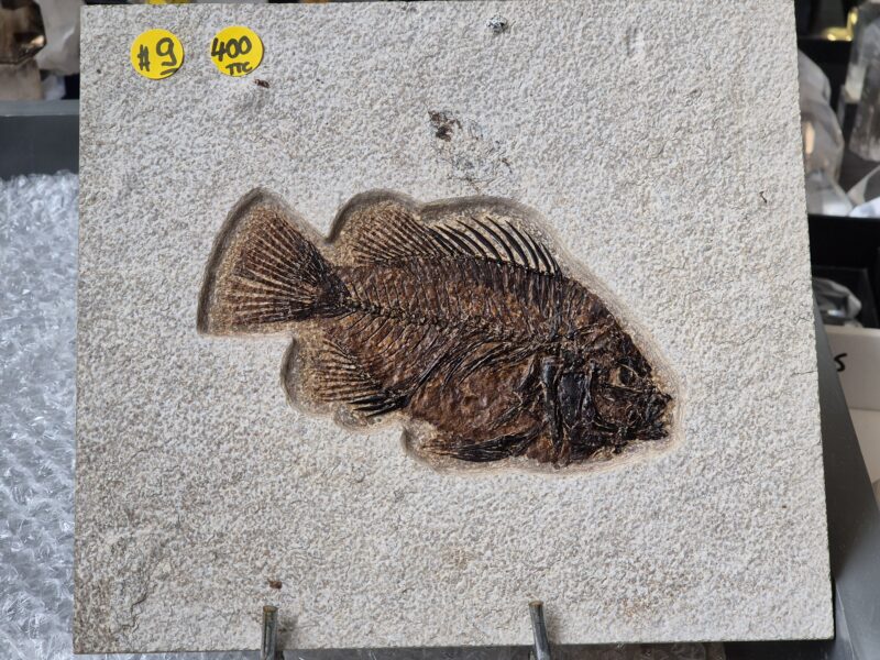 Dyplomystus Kemmerer