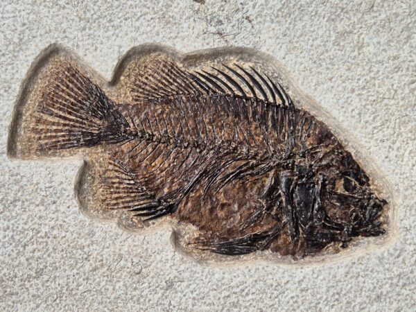 Dyplomystus Kemmerer