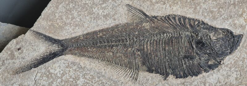 Dyplomystus dentatus – Image 3