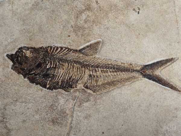 Dyplomystus Kemmerer