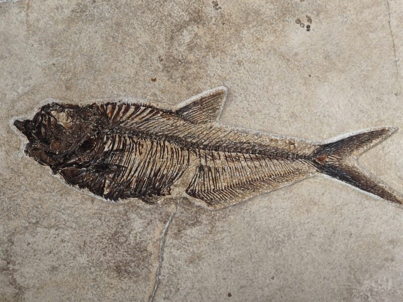 Dyplomystus Kemmerer