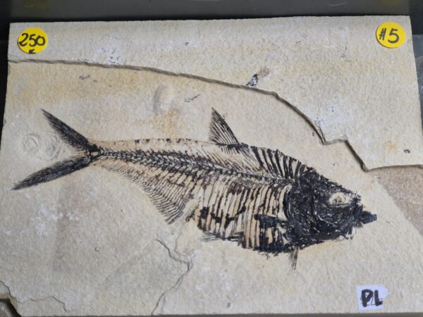 Dyplomystus Wyoming