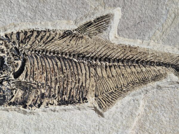 Dyplomystus Green valley