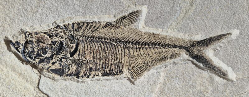 Dyplomystus Green valley