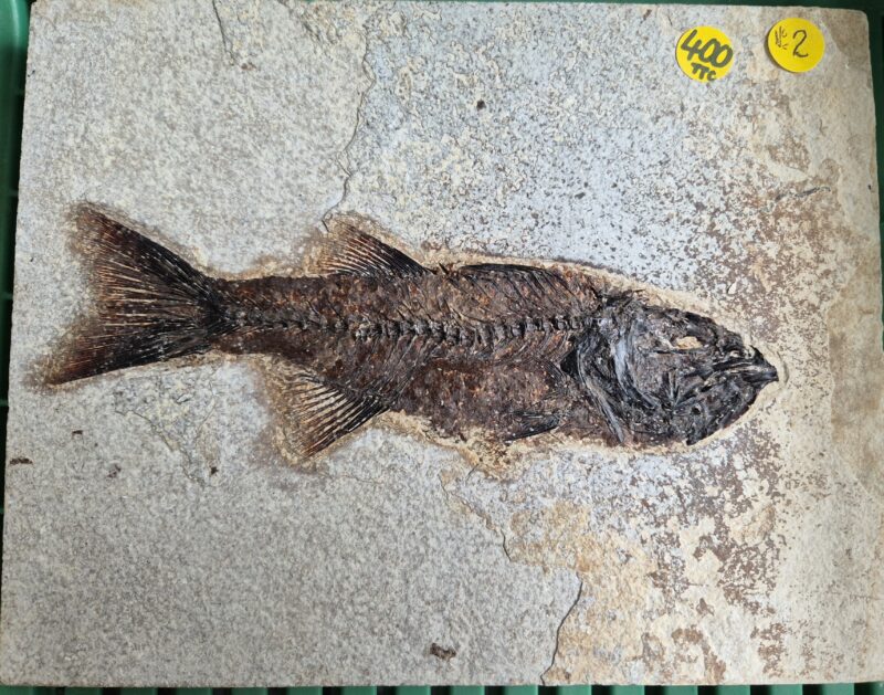 Mioplosus Wyoming