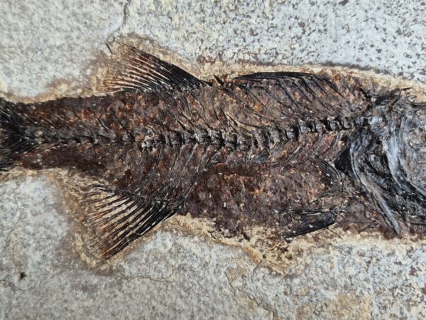 Mioplosus Wyoming