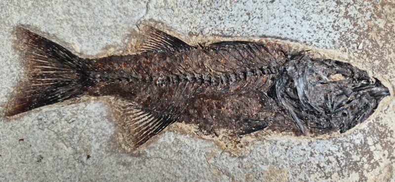 Mioplosus Wyoming