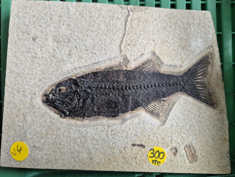 Mioplosus Eocène