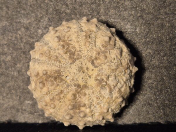 Brissopsis Miocène Drôme