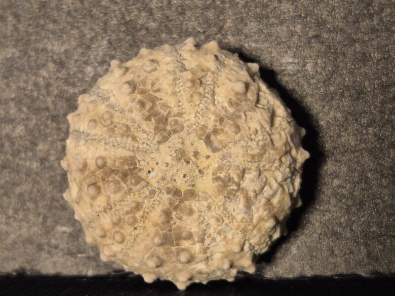 Brissopsis Miocène Drôme