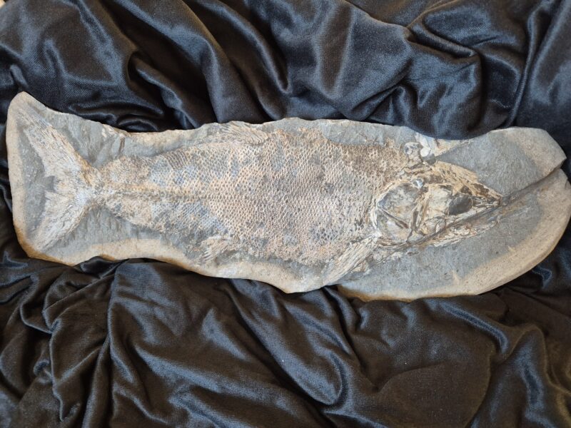 Paraleops ceraensis