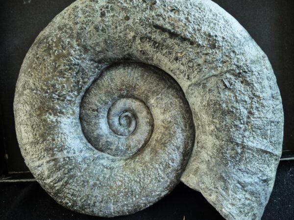 Lytoceras Millau