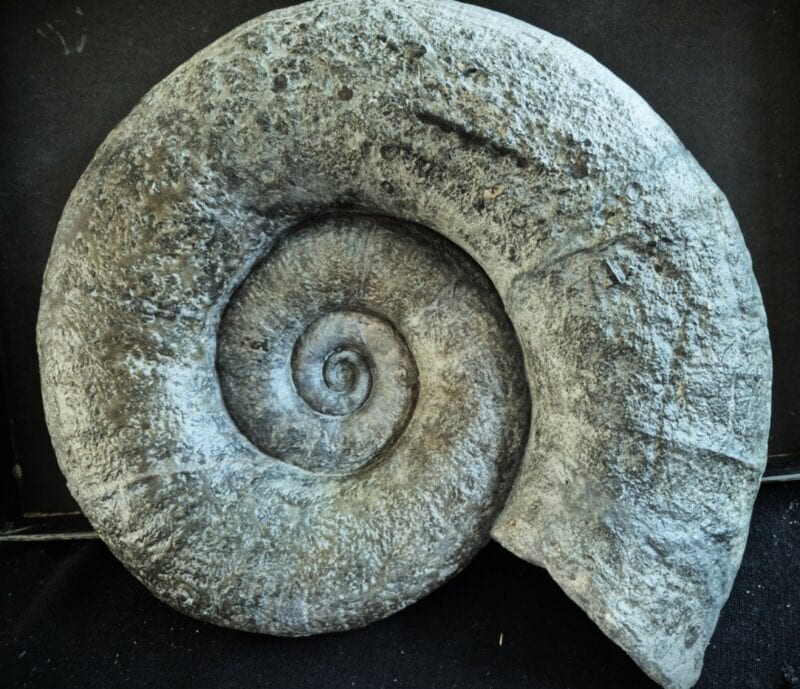 Lytoceras Millau