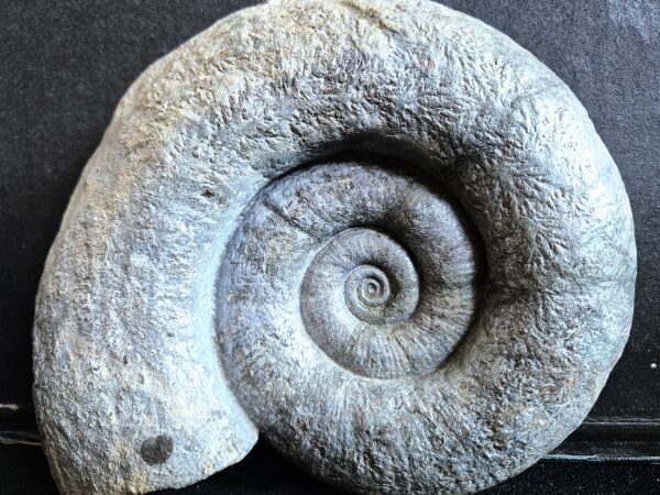 Lytoceras Carixien