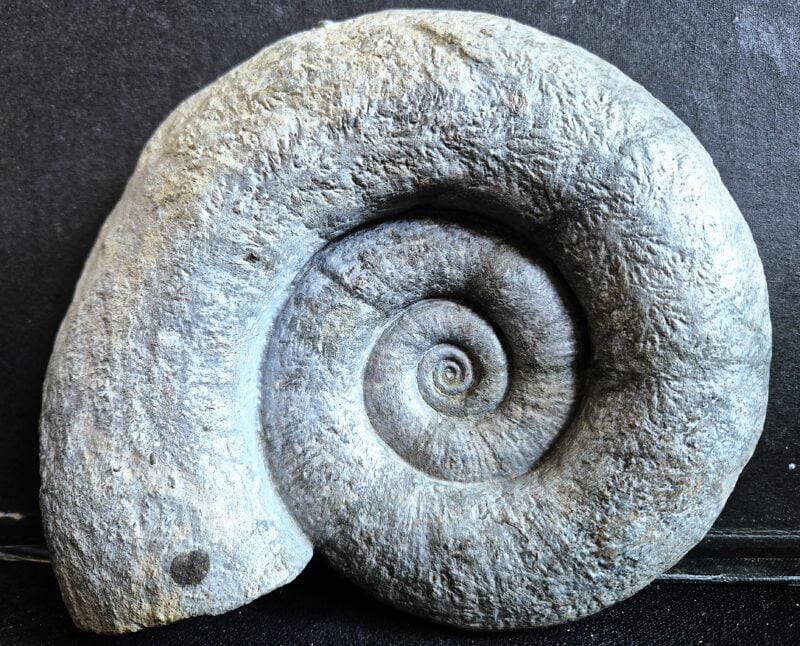 Lytoceras Carixien