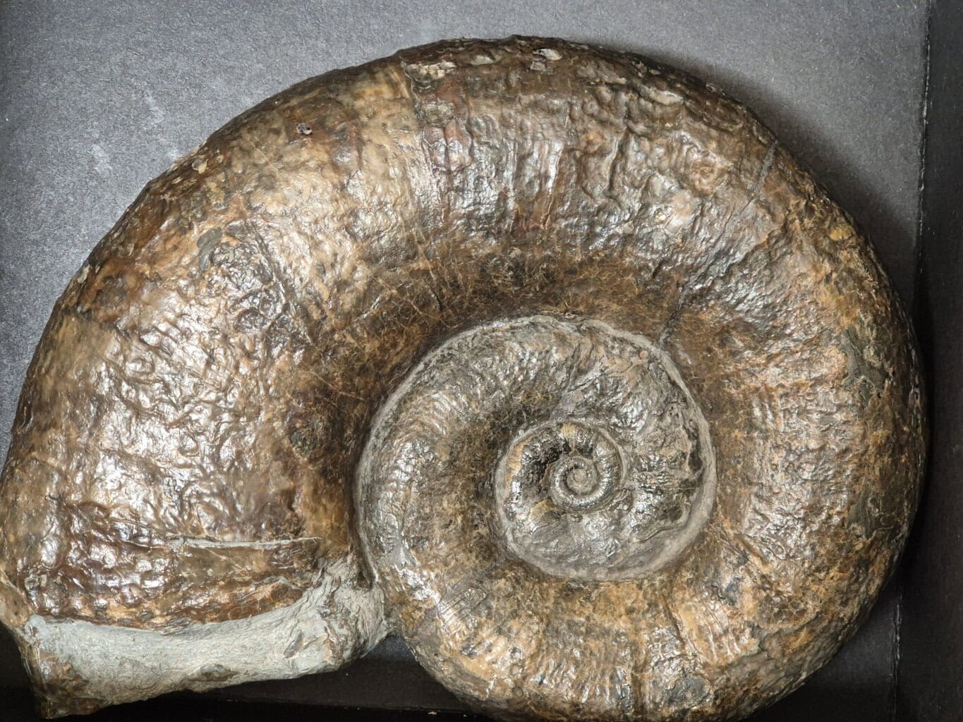 Lytoceras pyritisée