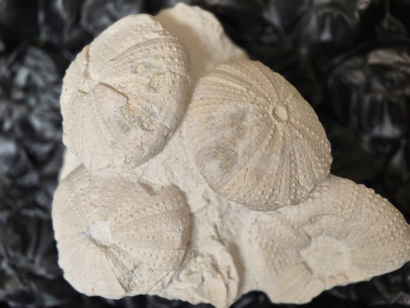 Tripneustes parkinsoni