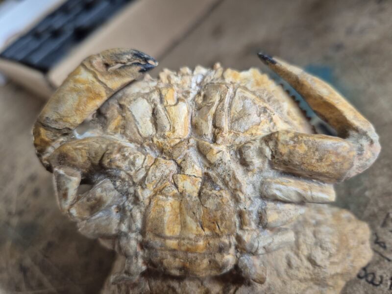 Harpactocarcinus punctulatus