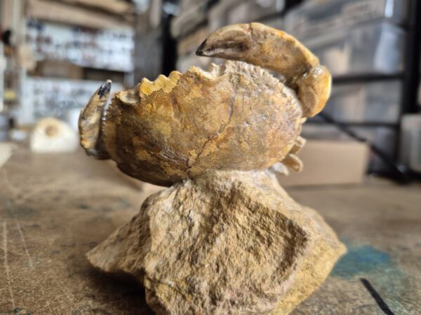 Harpactocarcinus punctulatus