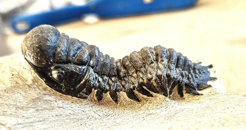 crotalocephalus