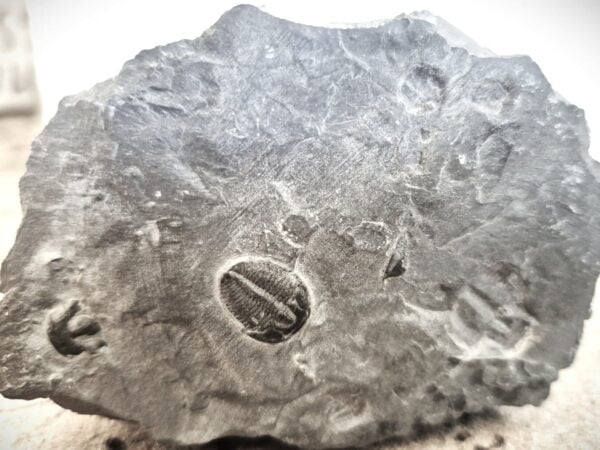 Trilobite Utah