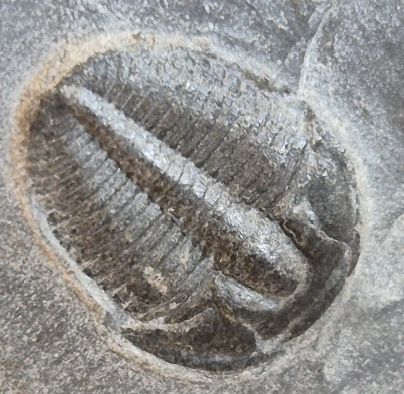 Trilobite Utah