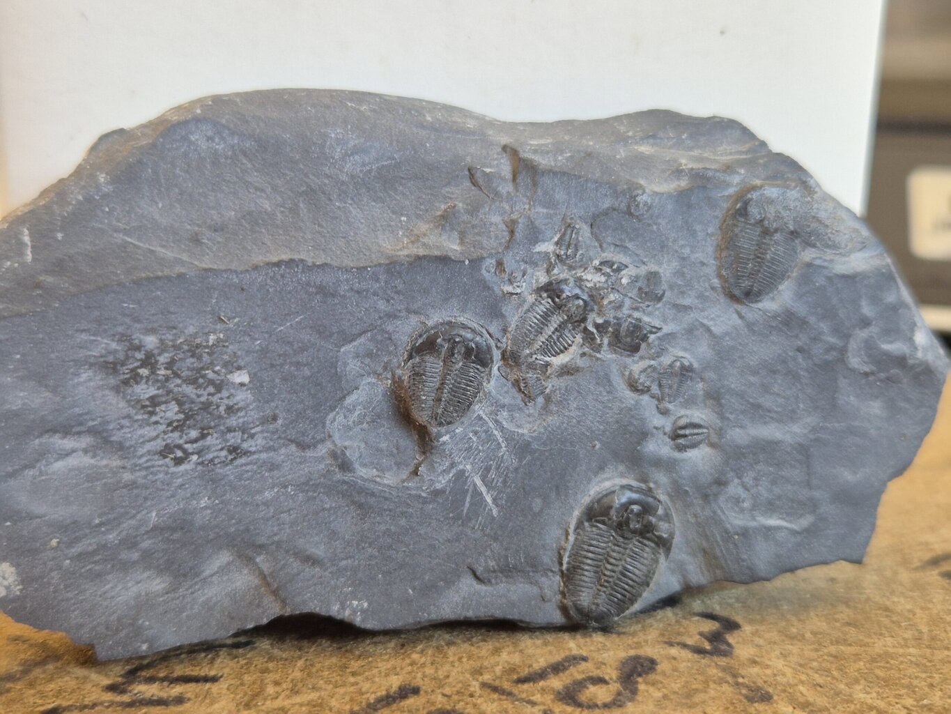 Trilobite Utah1