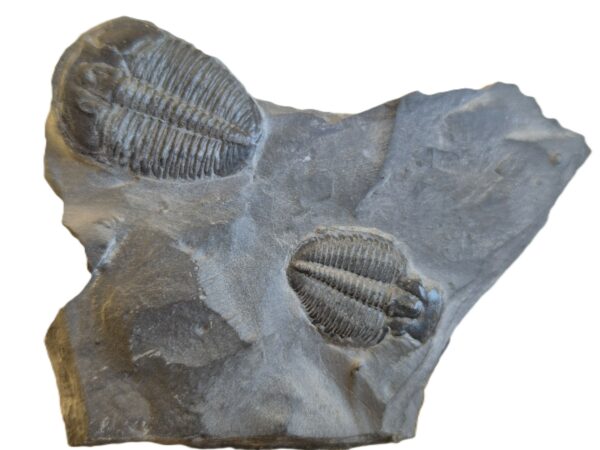 Trilobite Utah2