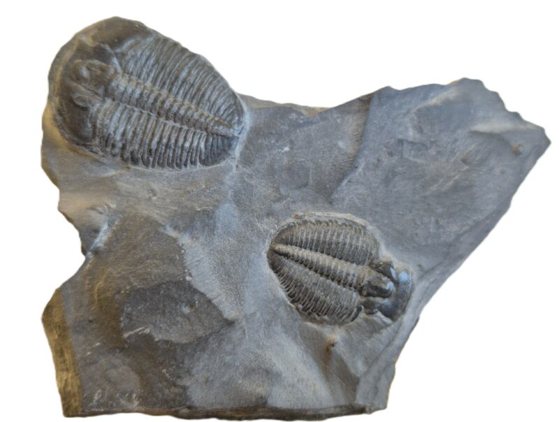 Trilobite Utah2