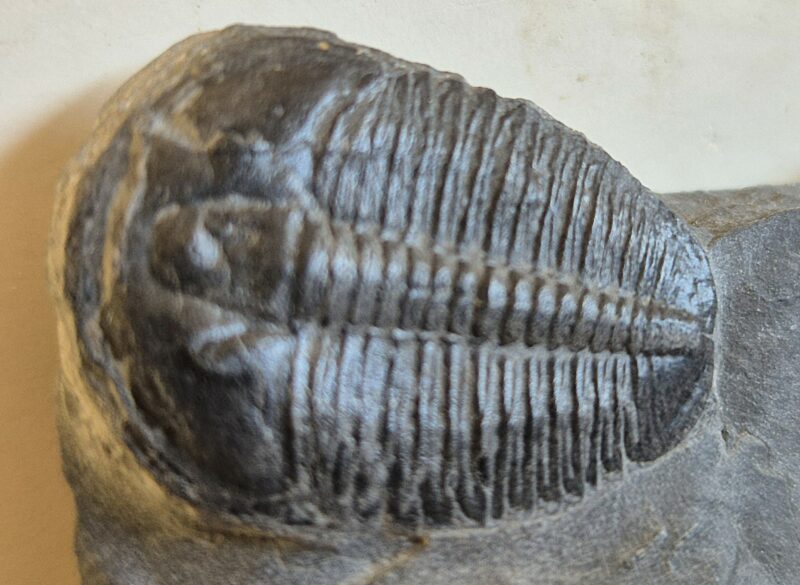 Trilobite Utah2