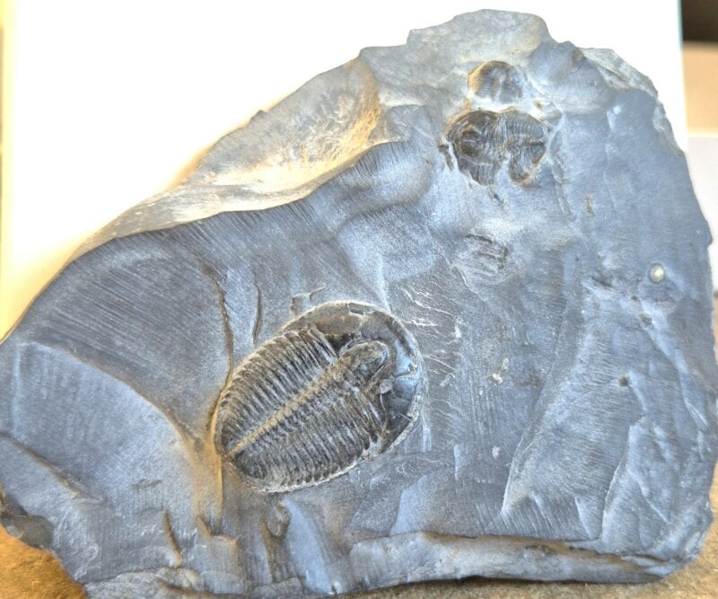 Trilobite Utah3